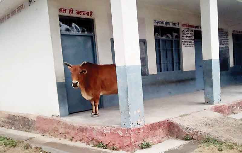 सरकार! लावारिस पशुओं से दिलाओ निजात