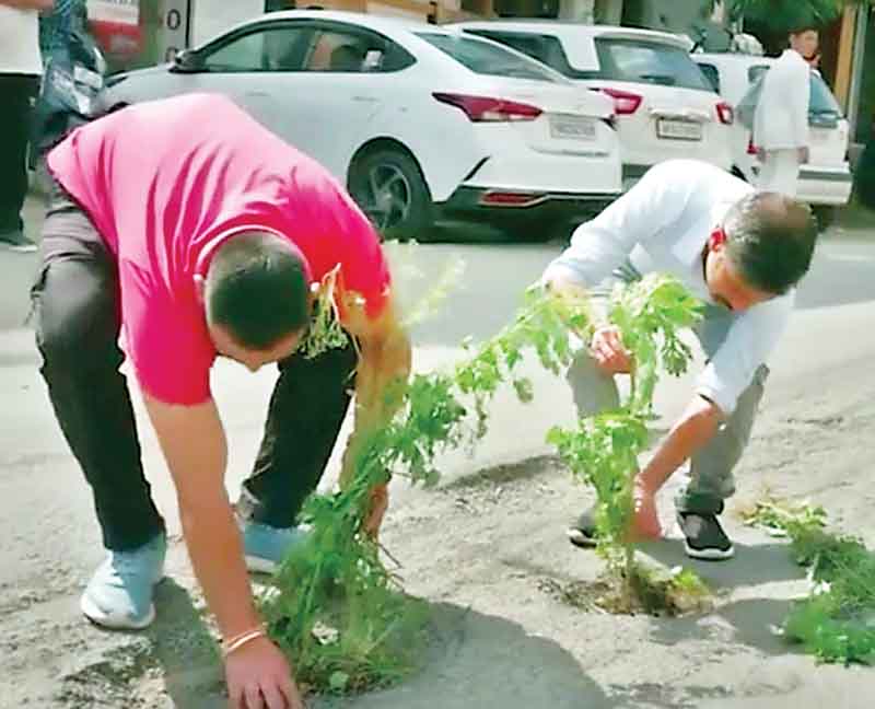 सोलन शहर में सडक़ के गड्ढों में रोपे पौधे