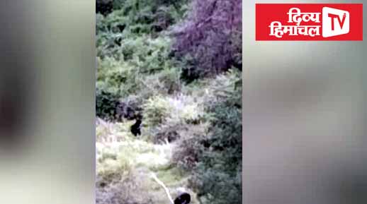 शिमला के जगड़ाह में भालुओं ने डाला डेरा, दिनदहाड़े बागीचों-चरागाहों में देखे जा रहे दो जंगली जानवर