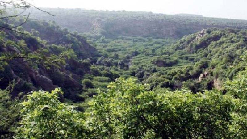 Jungle Safari Park Built In Haryana