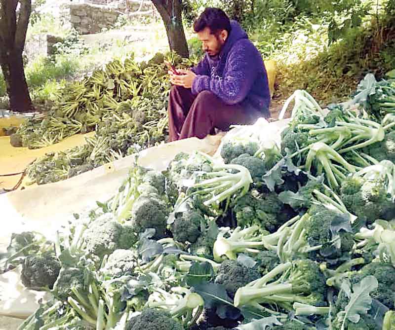 भयंकर बाढ़ ने लाहुल के सब्जी उत्पादकों को किया कंगाल