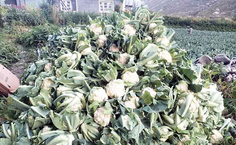लाहुल में फूलगोभी, मटर-ब्रोकली का सीजन खत्म, आलू समेटने में जुटे सब्जी उत्पादक