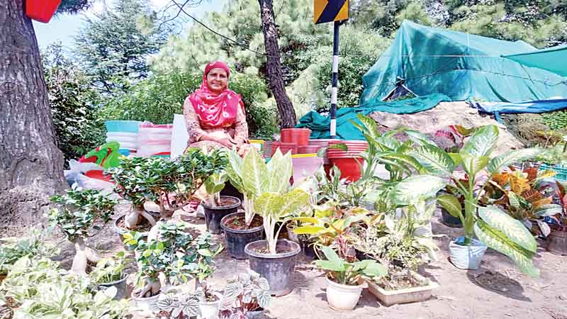 शिमला की मीना ने सहारनपुर में उगाए सेब के पौधे, शिमला-मटौर नेशनल हाईवे पर नर्सरी चलाती हैं चैली की महिला