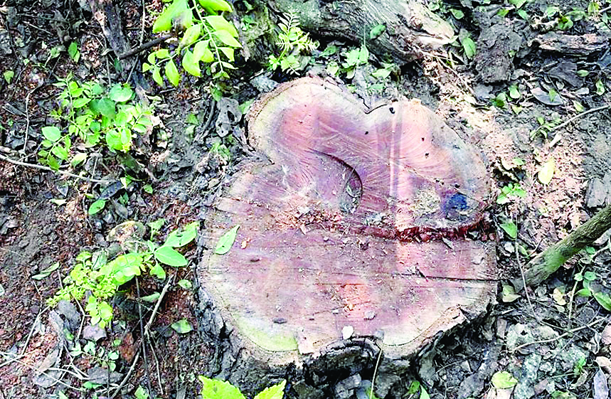 धुसाड़ा के जंगलों में दो दर्जन से अधिक खैर के पेड़ चोरी