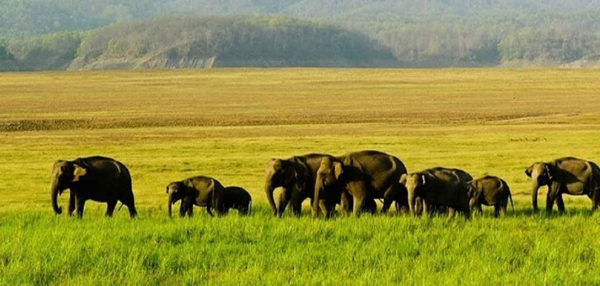 मानस राष्ट्रीय उद्यान किस भारतीय राज्य में स्थित है?