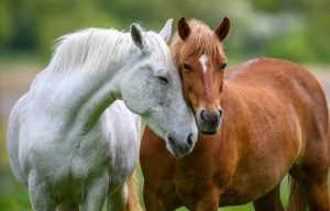 कुफरी में कम होगी घोड़ों की संख्या, एनजीटी के आदेश पर वन विभाग ने शुरू किया घोड़ों का पंजीकरण