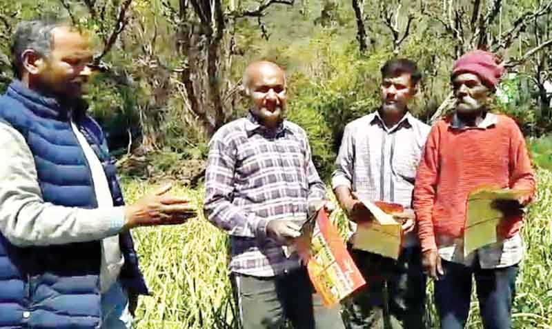 सिरमौर के पहाड़ी क्षेत्रों में लहसुन की फसल को बीमारी