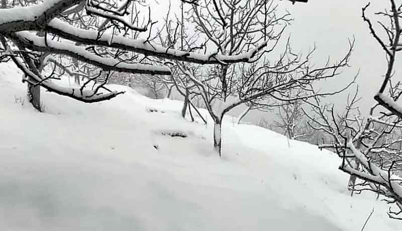 लाहुल में फिर बर्फबारी, कुल्लू में बारिश