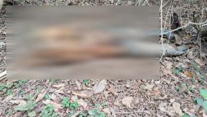 Kangra News: शाहपुर के नेरटी में जंगल में पड़ा मिला गला-सड़ा श*व, नहीं हो पाई पहचान