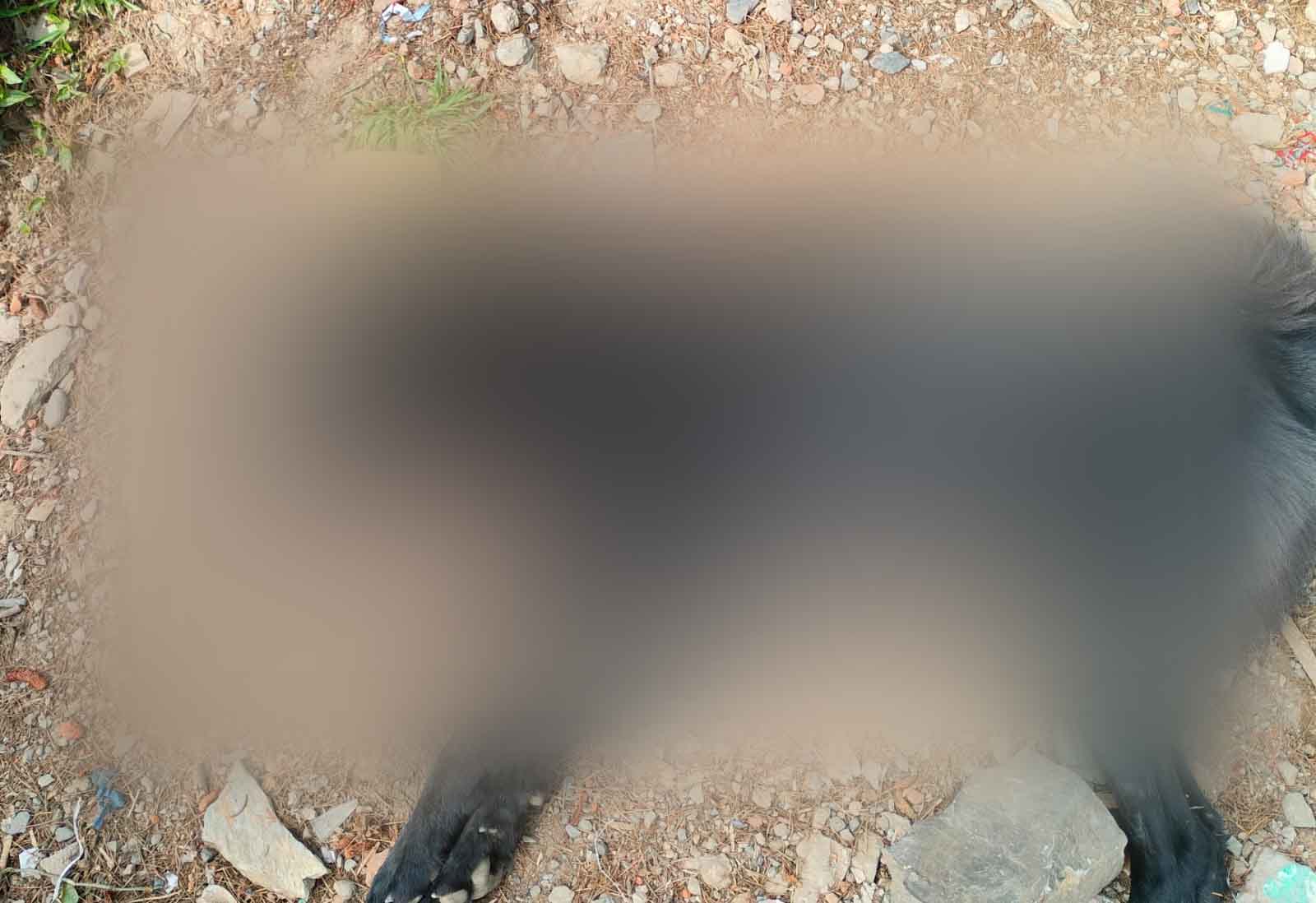 शिमला में हैरान करने वाला मामला; कुत्ते की गोली मारकर हत्या, केस दर्ज