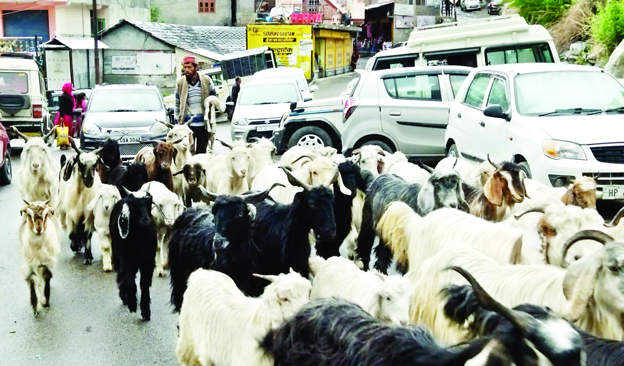 भरमौर में भेड़पालकों ने किया पहाड़ों की ओर रुख
