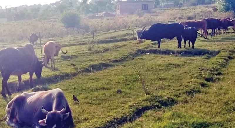 गोपालपुर में खेतों के खेत खा गए आवारा पशु