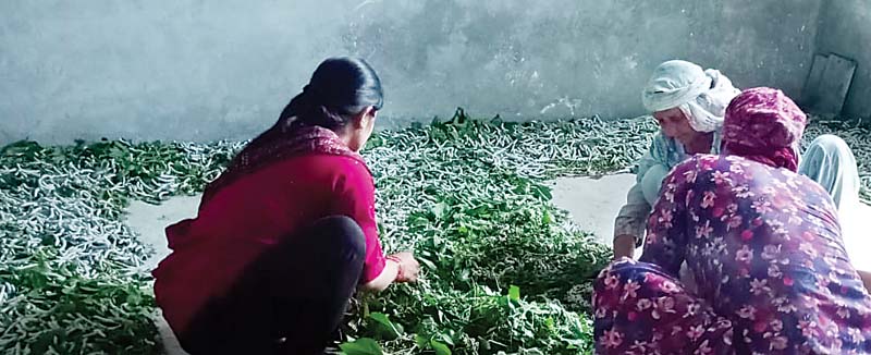 भराड़ी में लोगों के लिए रोजगार का साधन बना रेशम पालन