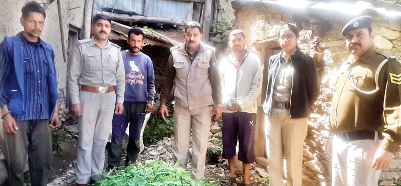 करसोग पुलिस ने पकड़े अफीम के 468 पौधे