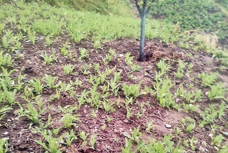 गड़सा में अफीम की खेती तबाह, पुलिस ने खेत में छापा मार पकड़ा नशा