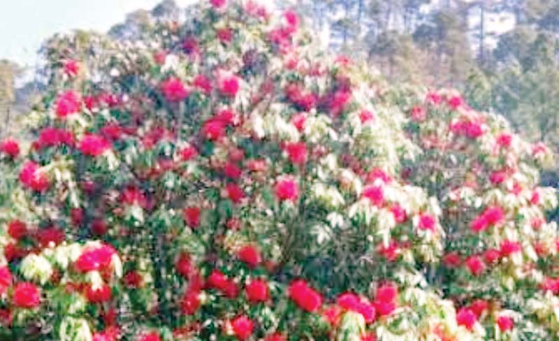 बुरांस के फूलों से गुलजार हुई शिमला-सिरमौर की वादियां
