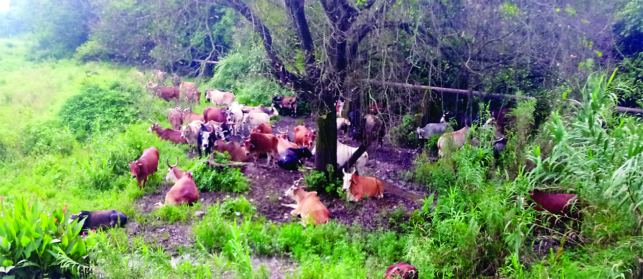 बम्म में लावारिस पशुओं ने उजाड़ डाले खेतों के खेत