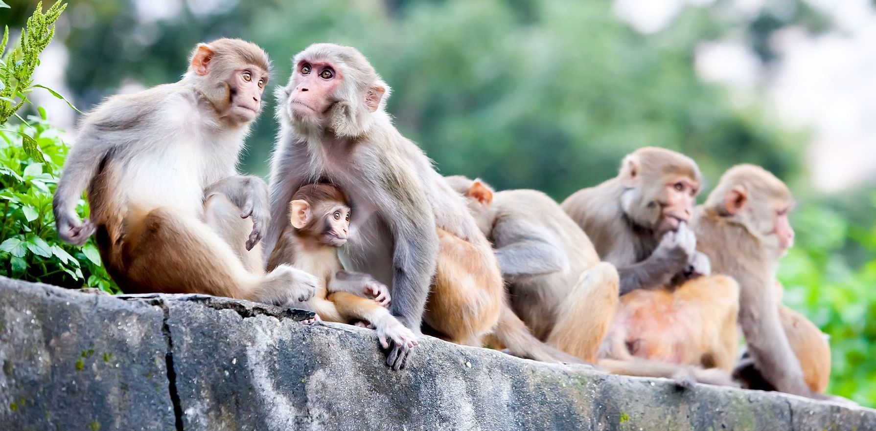 हिमाचल में बंदर घाटी कहां पाई जाती है?