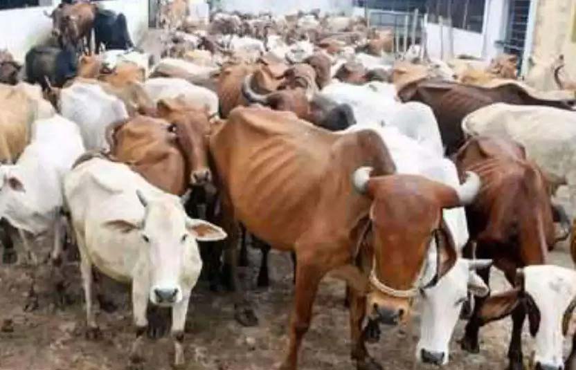 घोषणापत्रों में गोवंश आश्रय का मसला नदारद