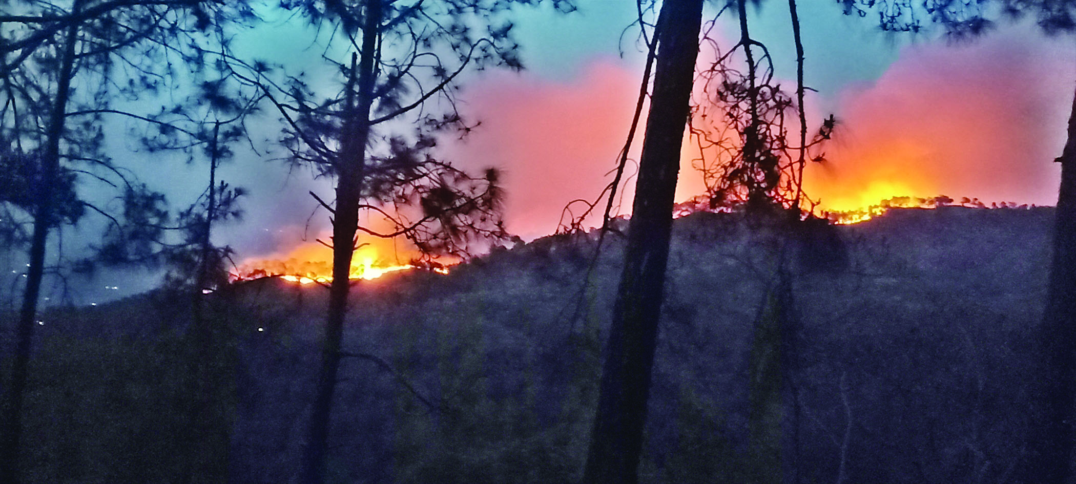 सैनधार में धू-धूकर जल रही वन संपदा
