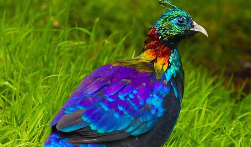 हिमाचल के पूर्व राज्य पक्षी मोनाल का शिकार