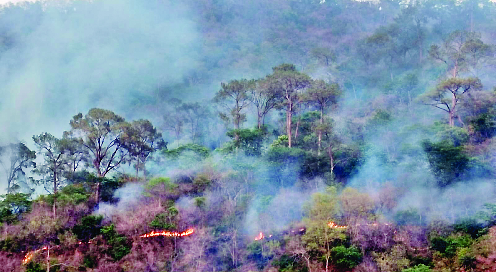 जंगलों में भडक़ी भीषण आग करोड़ों की वन संपदा राख
