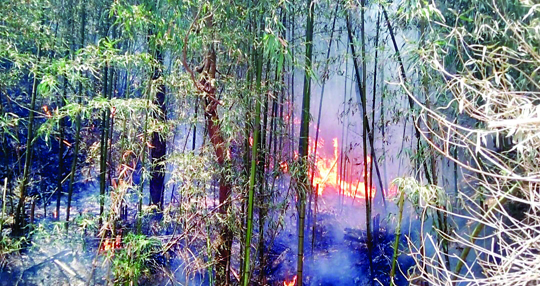20 दिन में 105 जगह जंगलों में भडक़ी आग… 21 लाख से ज्यादा का नुकसान