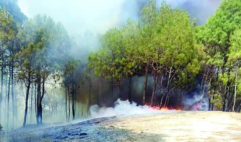 छंजयार के जंगल में भडक़ी आग, वन संपदा राख