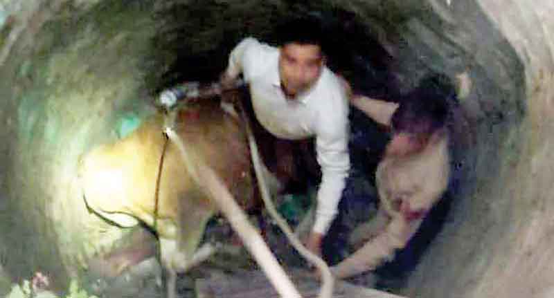 कुएं में गिरी गाय, अग्निशमन विभाग ने सुरक्षित निकाला बाहर