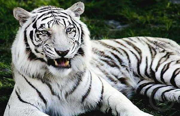 भारत में पहली बार सफेद बाघ कहां देखा गया ?