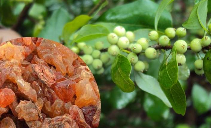 आयुर्वेद के अनुसार सेहत के लिए वरदान है गुग्गुल, जानें इसके फायदे ...