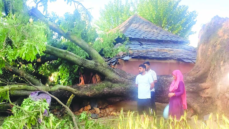 पंजरोड़ में रसोईघर और गारन में कार पर गिरा पेड़