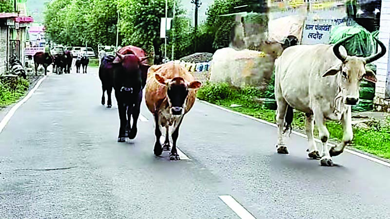 बैल ने घायल किए नौ लोग, चार गंभीर