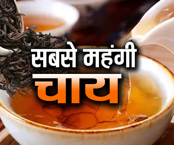 इसके आगे सोना-चांदी भी बेहद सस्ता, यह है दुनिया की सबसे महंगी चाय