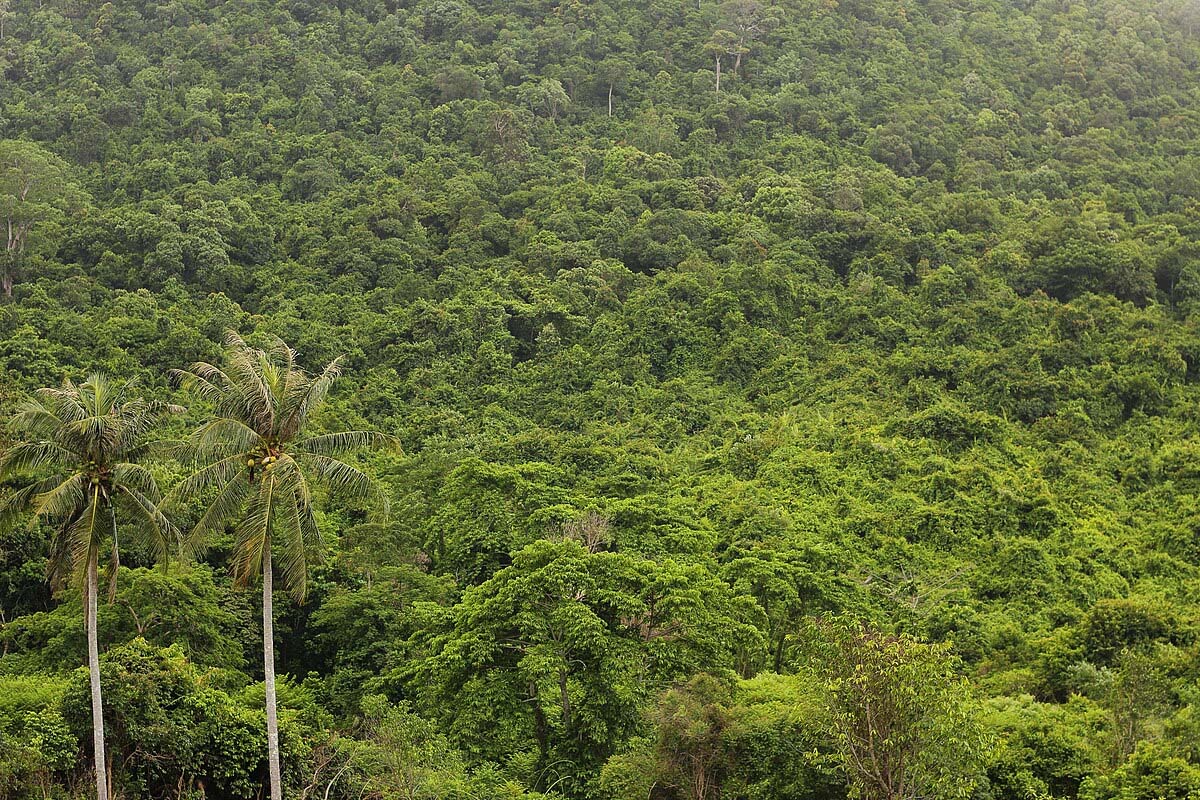 वनों से अवैध कब्जे हटाना कितना तर्कसंगत