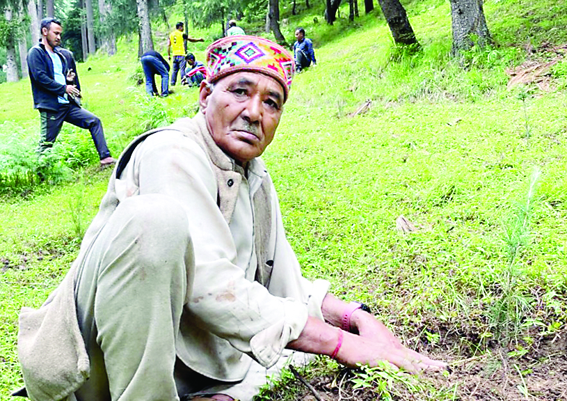 बरनोट में देवदार के 300 पौधे रोपकर दिया हरियाली का संदेश