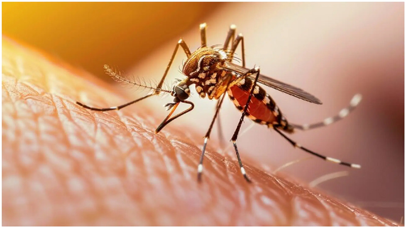 कैसे करें डेंगू बुखार से बचाव? जानिए लक्षण, निदान और उपचार