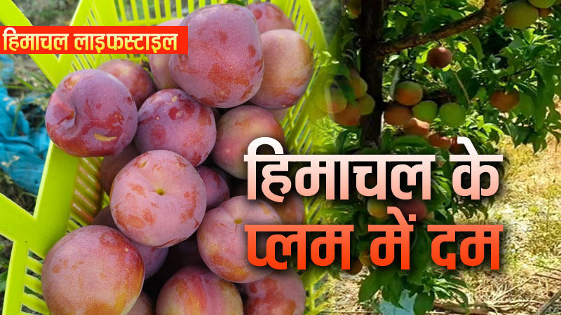 हिमाचल की धरती पर सुनहरी क्रांति, पहाड़ के इस प्लम में है दम