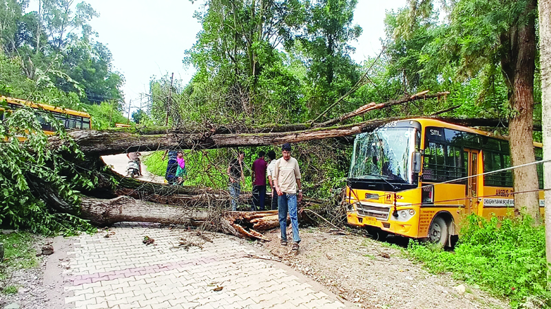 स्कूल बस और कार पर गिरा पेड़