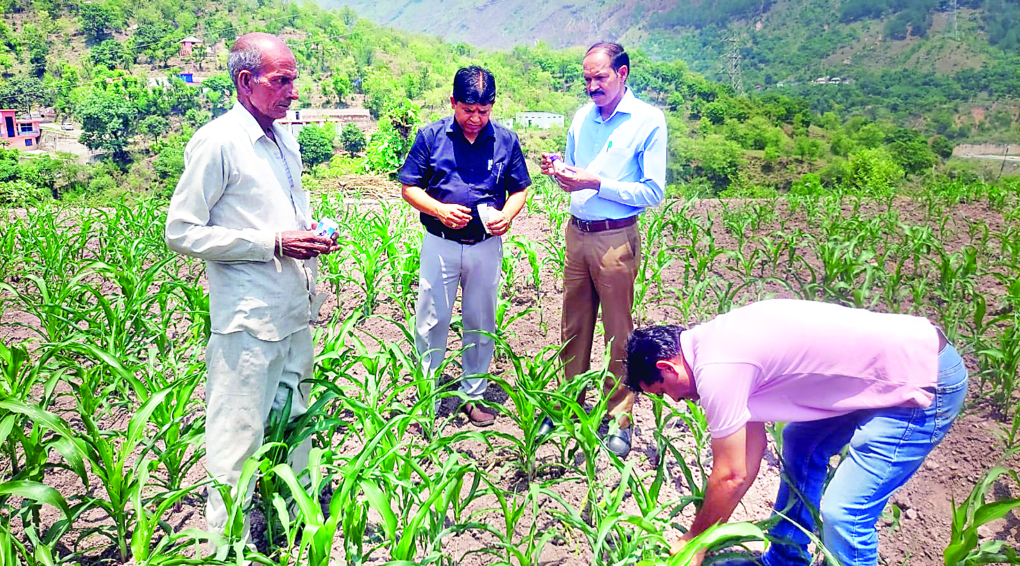 मक्की पर फॉल आर्मी वॉर्म का कहर