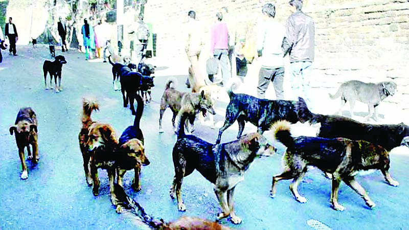 मालरोड से न्यू शिमला तक आवारा कुत्तों की रेलमपेल, खौफ में लोग