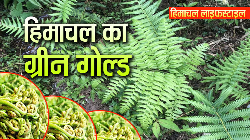 पहाड़ों का ‘ग्रीन गोल्ड’ सिर्फ सब्जी नहीं, विटामिनA-B कांप्लेक्स और आयरन-फाइबर का खजाना