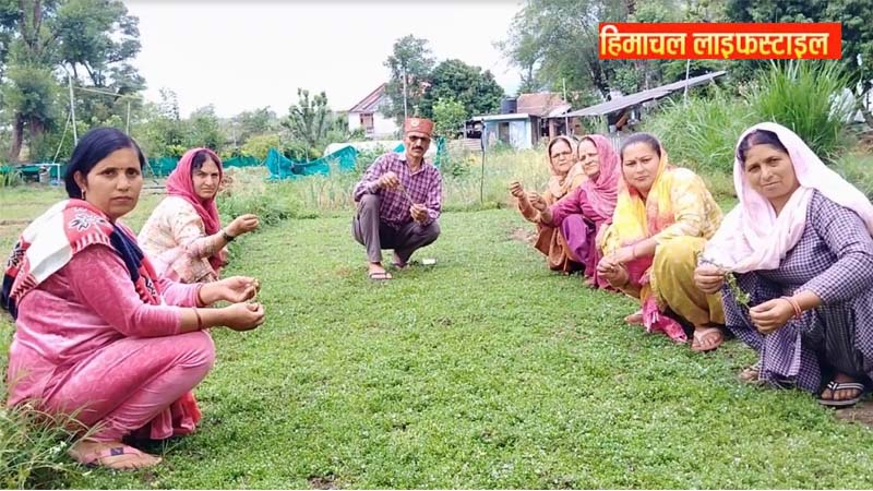ब्राह्मी की खेती से आत्मनिर्भरता की ओर बढ़ रही हैं महिलाएं, ग्रामीण अर्थव्यवस्था को मिल रही नई दिशा