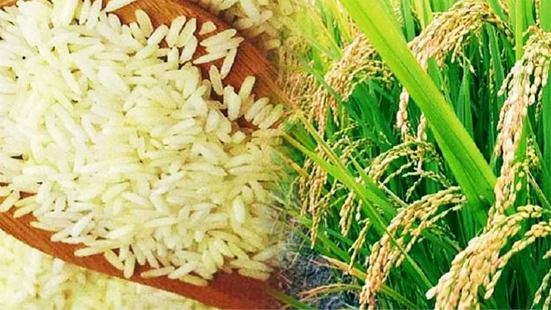 बासमती चावल मुख्य रूप से किस क्षेत्र का जीआई उत्पाद है ?