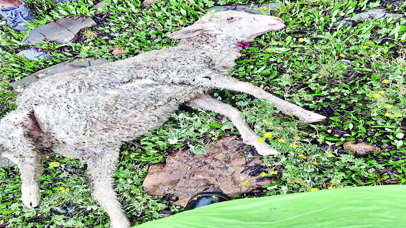 तेंदुए ने मारी डालीं 10 भेड़-बकरियां