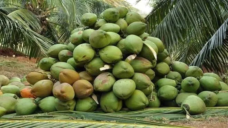कई पोषक तत्वों का प्राकृतिक अच्छा स्रोत; हरा नारियल, जानिए इसके बेशुमार फायदे
