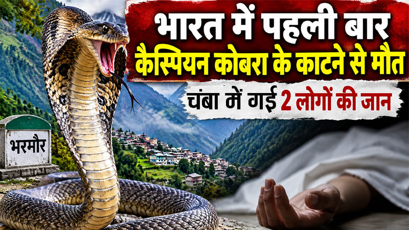 भारत में पहली बार कैस्पियन कोबरा के काटने से मौत, जिला चंबा में गई 2 लोगों की जान