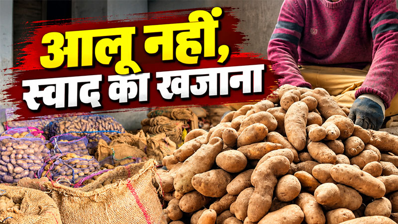 यह आलू खाकर अंगुलिया भी चाट जाओगे, हिमाचल के इस जिला में उगाई जाती है लाजवाब फसल